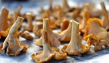 Fungo di canale per rimuovere i parassiti dal corpo